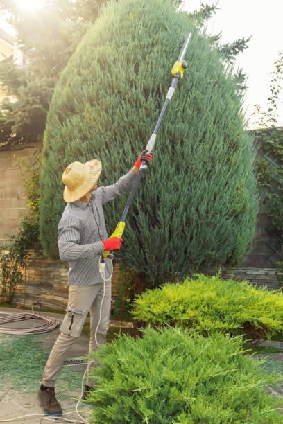 Best Tree Maintenance Programs  in Trafalgar, IN